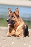 BERGER ALLEMAND 691